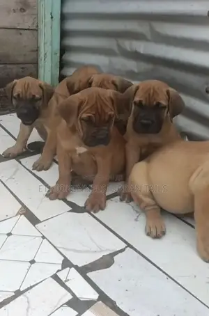 1-3 months Male Purebred Boerboel