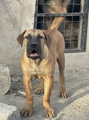 3-6 months Male Purebred Boerboel