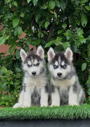 1-3 months Male Purebred Siberian Husky
