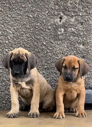 1-3 months Male Purebred Mastiff