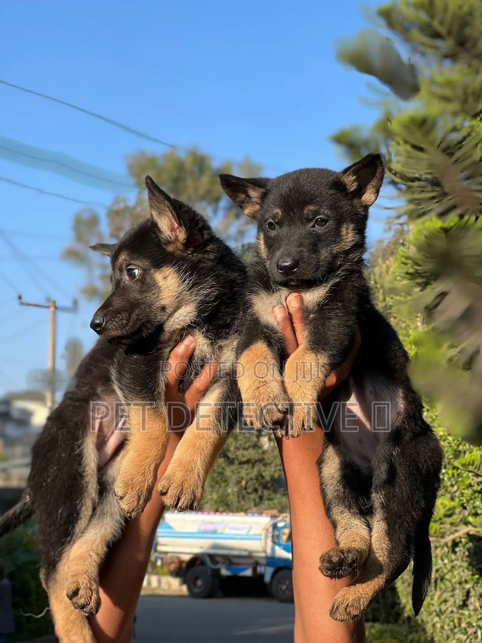 1-3 months Male Purebred German Shepherd