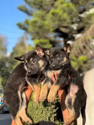 1-3 months Male Purebred German Shepherd