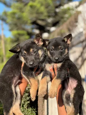 1-3 months Male Purebred German Shepherd