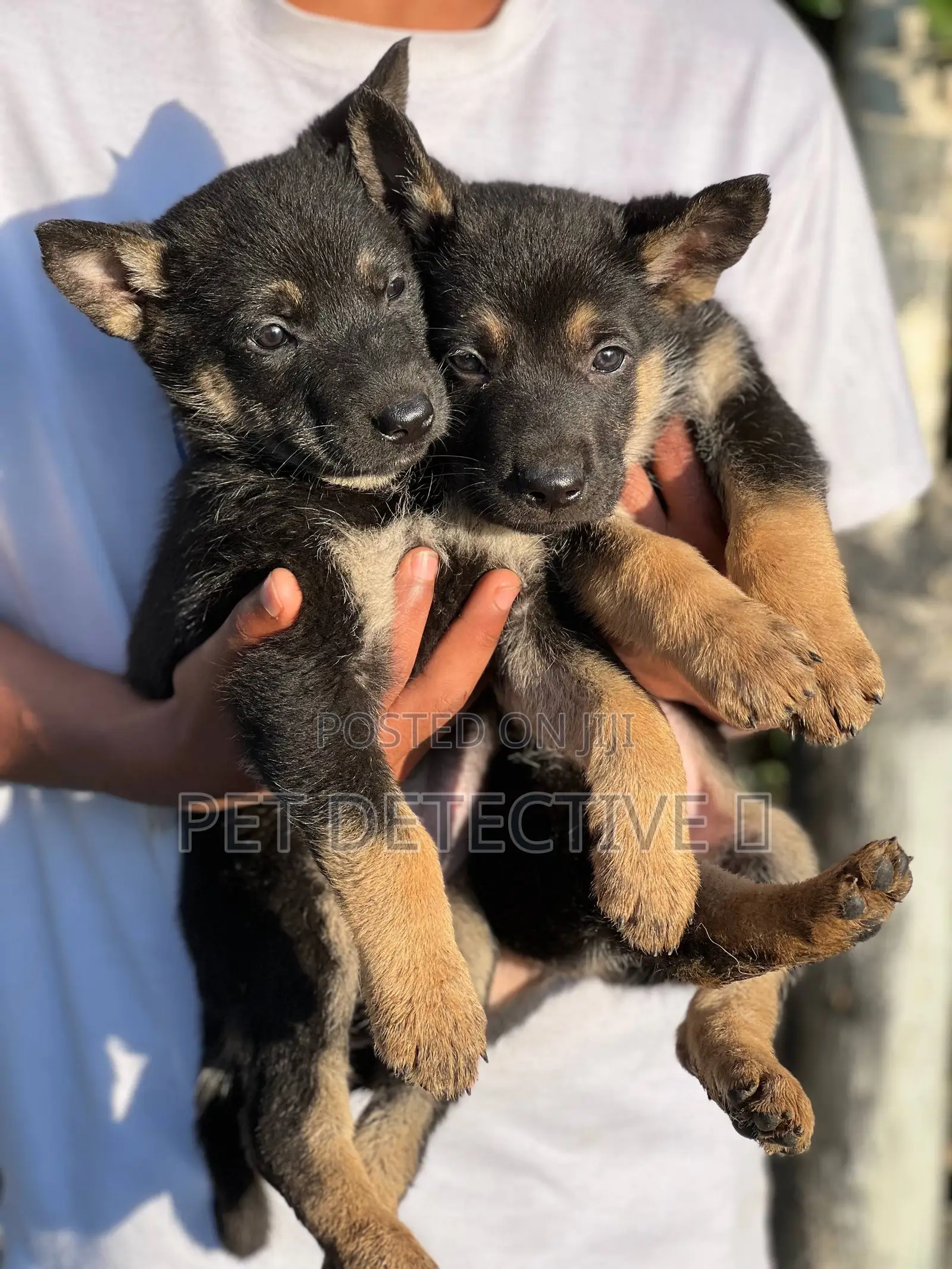1-3 months Male Purebred German Shepherd