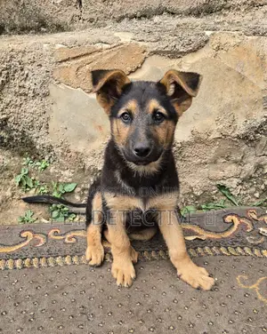 1-3 months Male Purebred German Shepherd