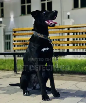 1-3 months Male Purebred Great Dane