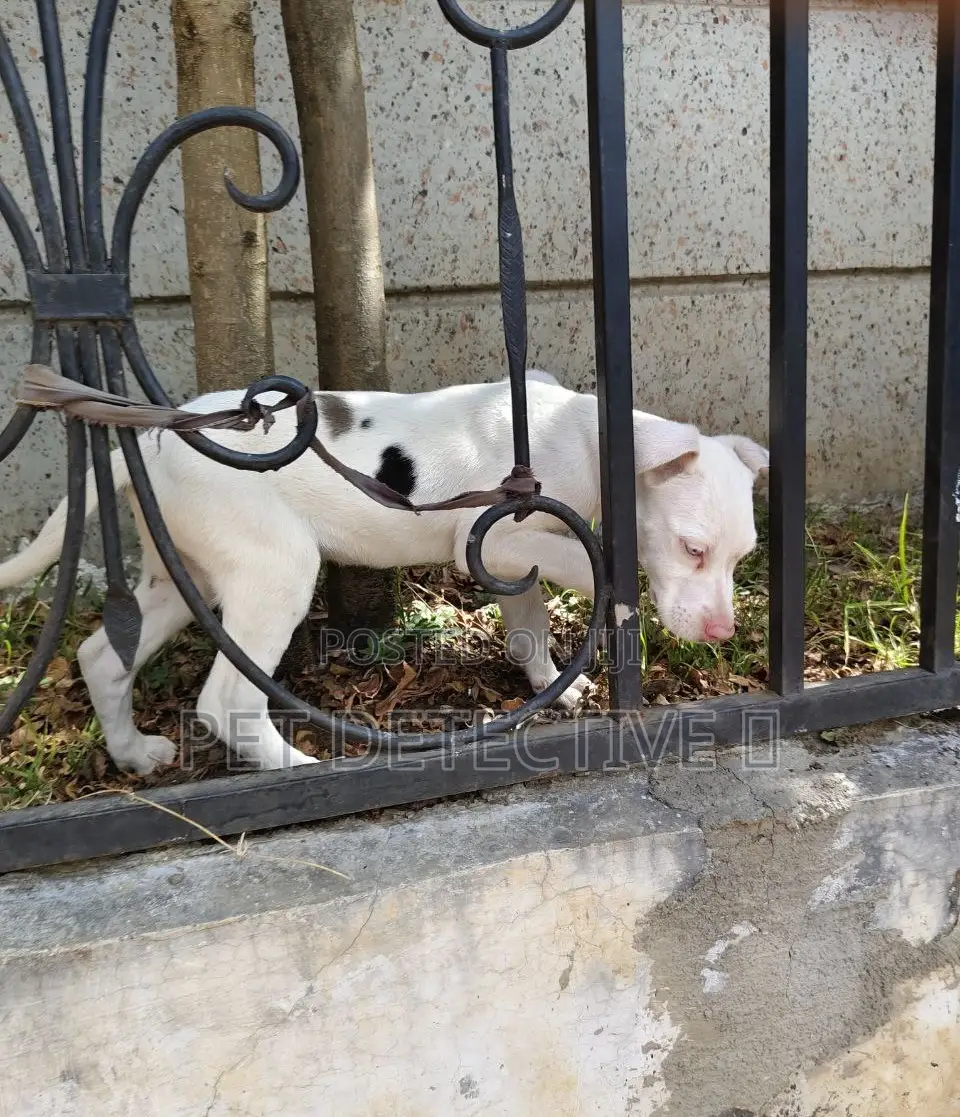 1-3 months Male Purebred Great Dane