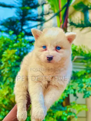 1-3 months Male Purebred Siberian Husky