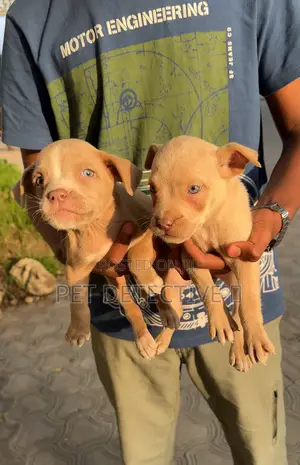 1-3 months Male Purebred American Pit Bull Terrier