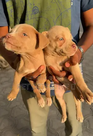 1-3 months Male Purebred American Pit Bull Terrier