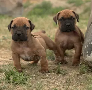 1-3 months Male Purebred Boerboel
