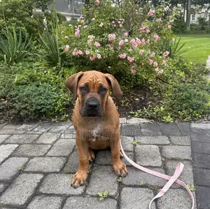 1-3 months Male Purebred Boerboel