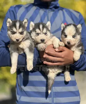 1-3 months Male Purebred Siberian Husky