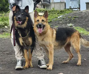 1-3 months Male Purebred German Shepherd