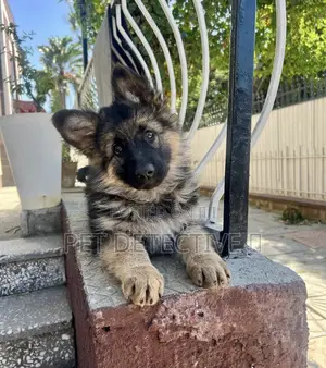 1-3 months Male Purebred German Shepherd