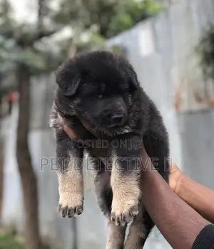 1-3 months Male Purebred German Shepherd