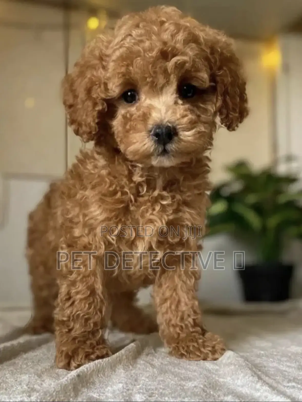 1-3 months Male Purebred Poodle