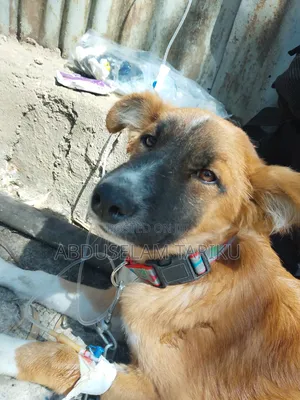 Veterinary Doctor