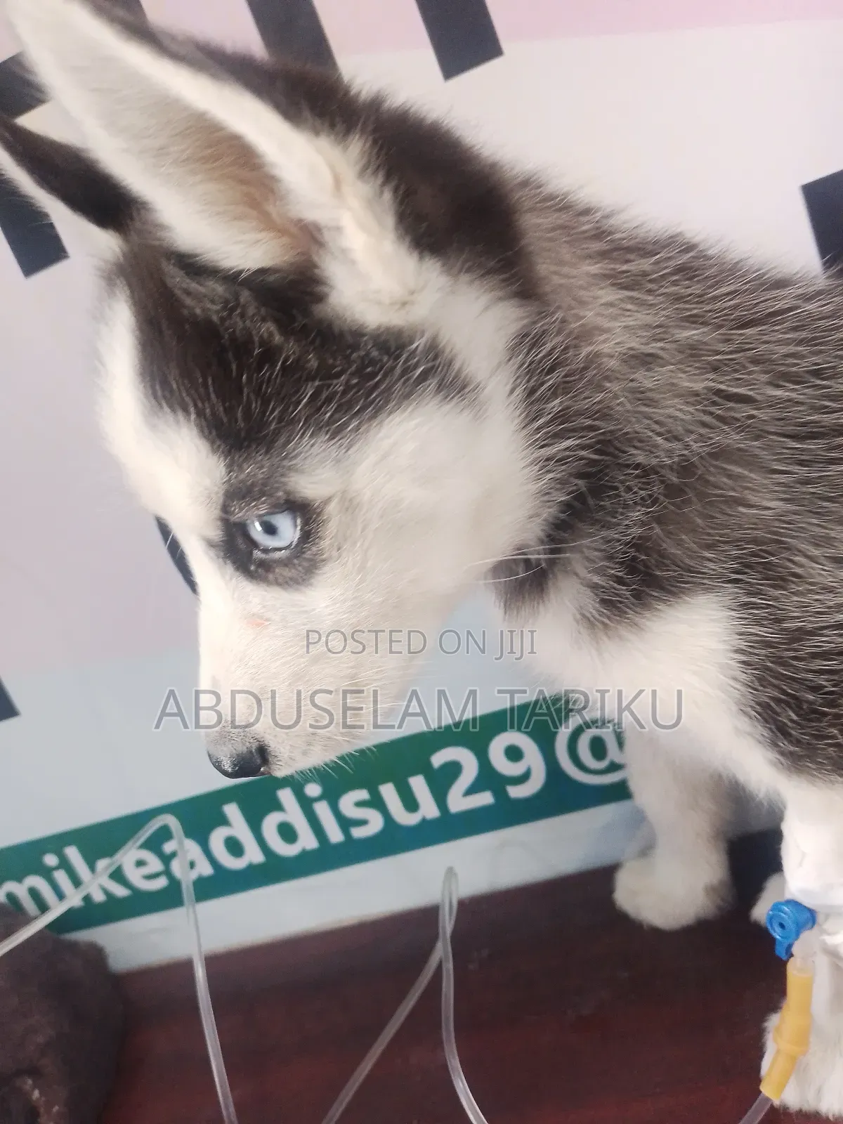 Veterinary Doctor