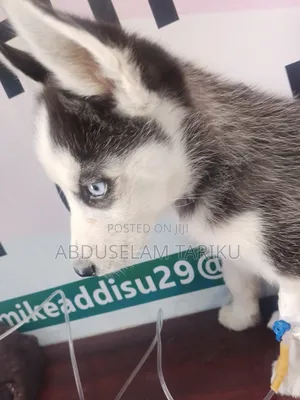 Veterinary Doctor