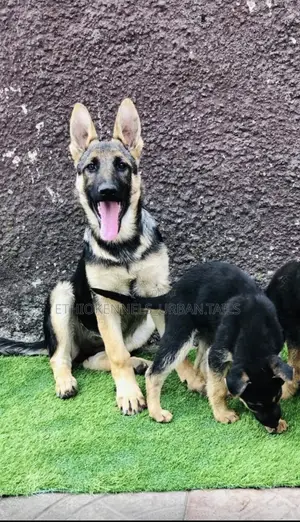 1-3 months Female Purebred German Shepherd