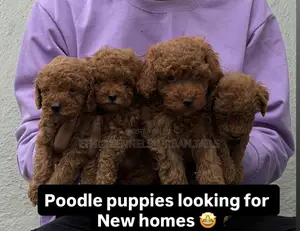 1-3 months Male Purebred Poodle