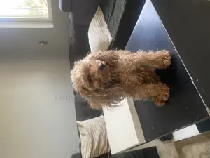 3-6 months Female Purebred Poodle