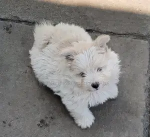 1-3 months Male Purebred Maltese