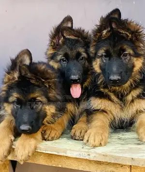 1-3 months Male Purebred German Shepherd