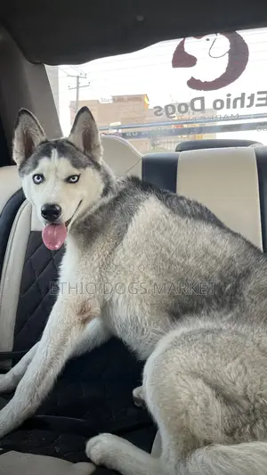 6-12 months Male Purebred Siberian Husky