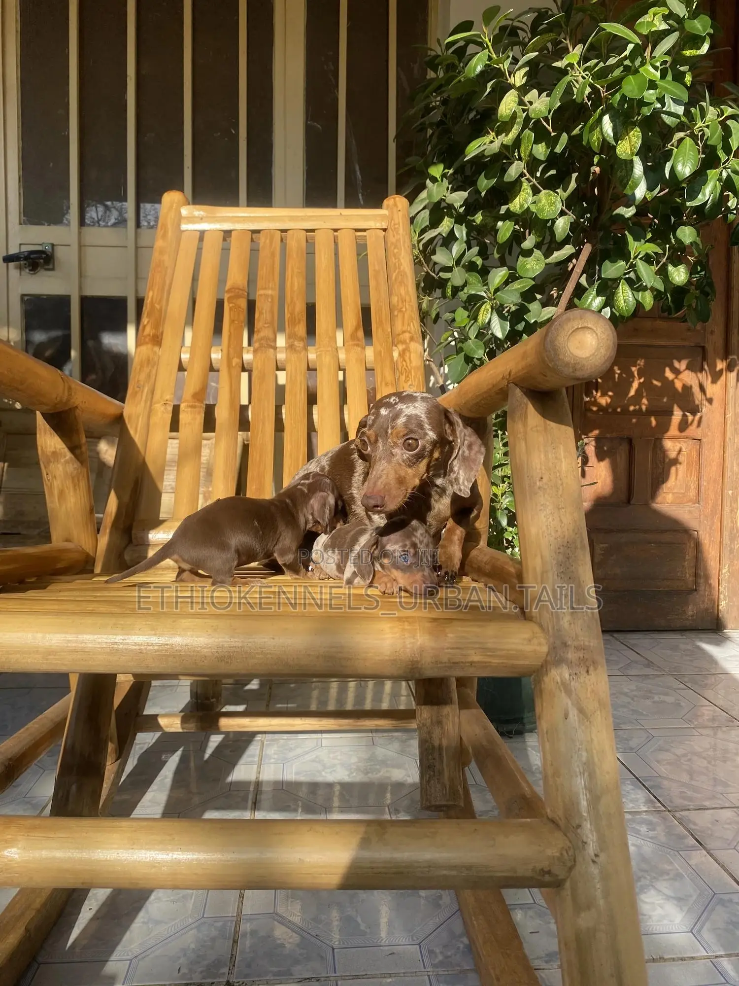 1-3 months Male Purebred Dachshund