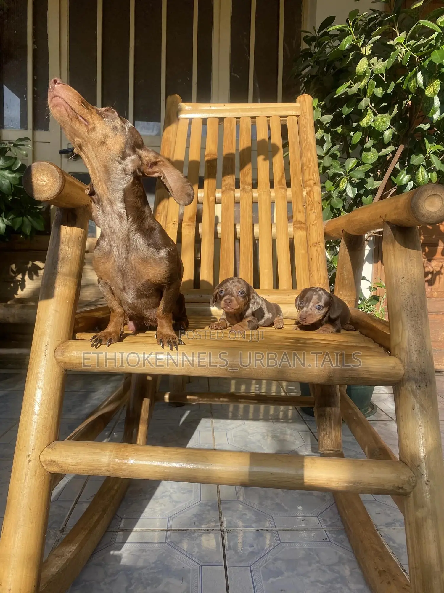 1-3 months Male Purebred Dachshund