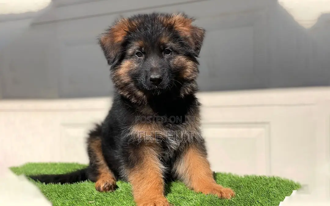 1-3 months Male Purebred German Shepherd