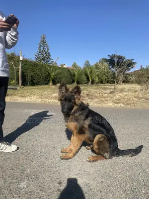 3-6 months Male Purebred German Shepherd