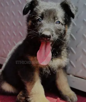 1-3 months Male Purebred German Shepherd